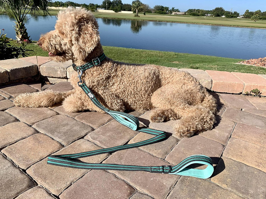 Heavy Duty Dog Leash for Medium and Large Dogs - 5 Ft Long Double Handle Dog Leash with Padded Traffic Control Handles - Reflective, Durable, and Weather Resistant (Aqua and Gray)